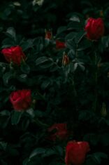 photo of red roses